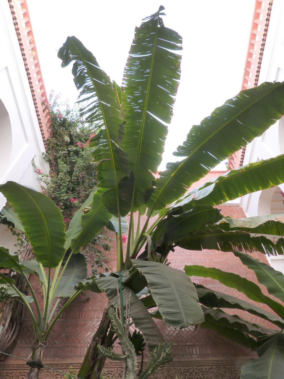 Riad Habib Marraquexe Exterior foto